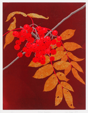 Brilliant Rowanberry