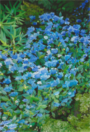 祈り ―昇花の群れ―