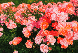 花群